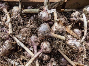 Close-up shot of harvested garlic bulbes with garliv cloves with roots placed in wooden box for drying. Harvest of garlic from the garden in July