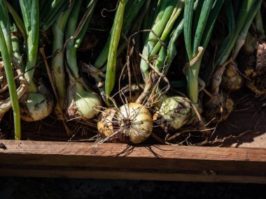 Ripe, organic grown, white and golden onions harvested in summer with green chives and still covered with soil drying in bright sunlight. Farming and gardening of vegetables