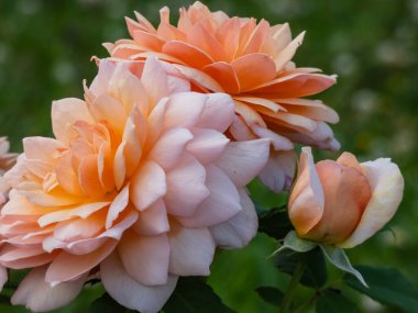 2001 'de David Austin' den English Shrub Rose 'Grace. Güzel, saf kayısı çiçekleri ortada daha koyu, kenarlara doğru soluk refleksli dış taç yaprakları ve sıcak çay kokusuyla.