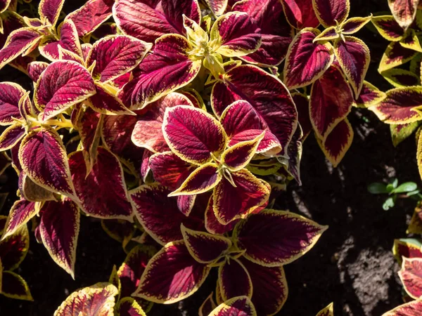 Flame Nettle Painted Nettle Coleus Blumei Wizard Scarlet Burgundy Red — Stock Photo, Image