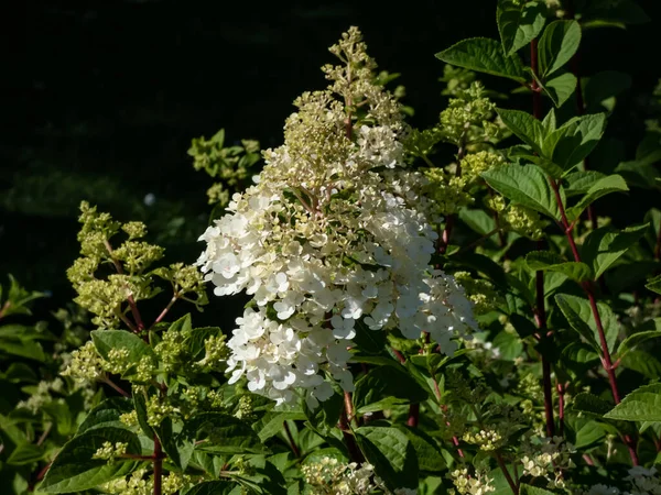 Hydrangea Paniculata Sundae Fraise Καυχιέται Χαλαρά Αφράτα Κωνικά Κεφάλια Λουλουδιών — Φωτογραφία Αρχείου