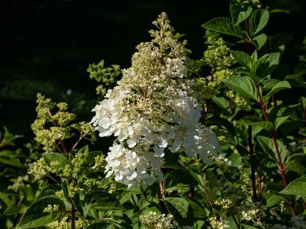 Hydrangea Paniculata Sundae Fraise Boasting Loose Fluffy Conical Flower Heads — Foto de Stock