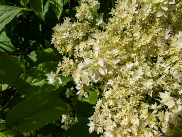 Close Smooth Hydrangea Hydrangea Arborescens Hayes Starburst Flowering White Greeninsh — Stock fotografie