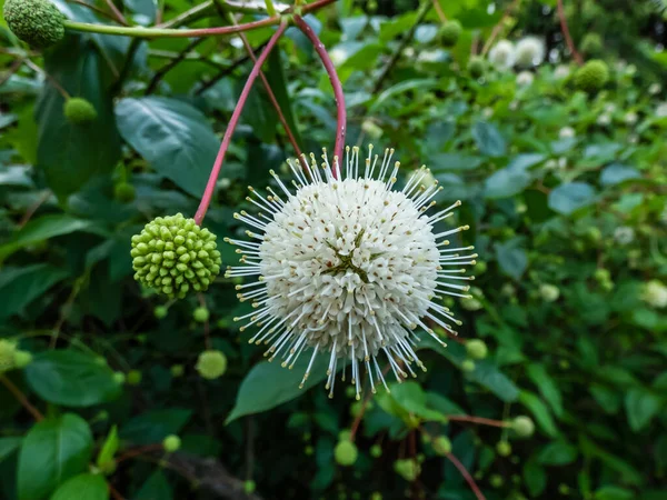 Blommande Växt Knappbuske Knapp Vide Eller Honung Klockor Cephalanthus Occidentalis — Stockfoto