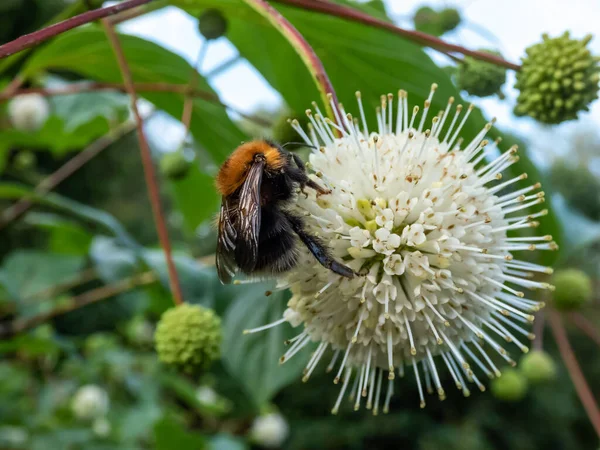 Macro Bumblebee Collecting Pollen Single Flower Buttonbush Button Willow Honey — Stockfoto