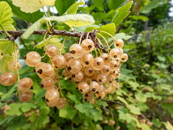 Perfect Ripe White Currants Ribes Rubrum Growing Single Branch Green — Stok fotoğraf