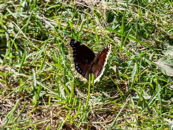 Close Upperside Large Butterfly Mourning Cloak Camberwell Beauty Nymphalis Antiopa — Photo