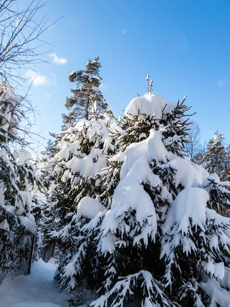 Dikke Laag Sneeuw Bomen Omgeving Winter Een Sneeuwval Een Heldere — Stockfoto
