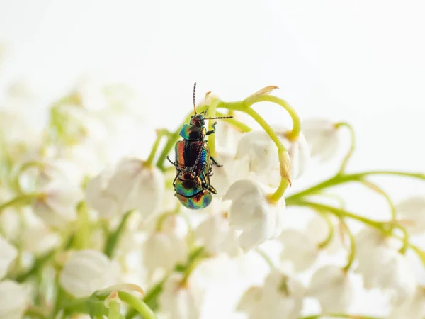 Pareja Coloridos Escarabajo Hoja Ortiga Muerta Chrysolina Fastuosa Con Brillo — Foto de Stock