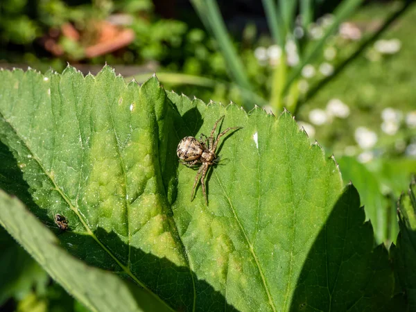 Makro Obyčejného Krabího Pavouka Xysticus Cristatus Zeleném Listu Jasném Slunečním — Stock fotografie