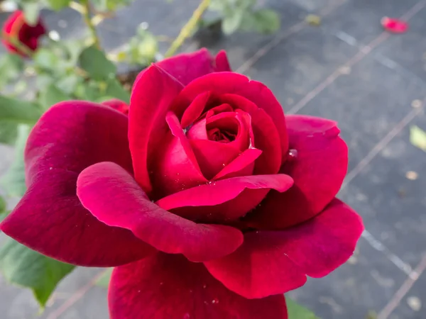 Close Van Roos Grafin Von Hardenberg Met Prachtige Bloemen Die — Stockfoto