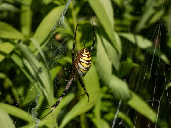 Macro Shot Adult Female Wasp Spider Argiope Bruennichi Showing Striking — Foto Stock