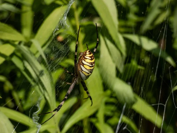 Macro Adulto Araña Avispa Femenina Argiope Bruennichi Que Muestra Llamativas — Foto de Stock