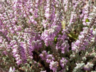 Macro of Calluna vulgaris 'Grizabella' with pale grey foliage flowering with lavender coloured flowers in summer through to early autumn