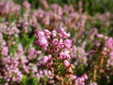 Macro of Cornish heath or wandering heath (Erica vagans) 'Pyrenees Pink' with dark green foliage flowering with long racemes of deep pink flowers that fade to white in summer