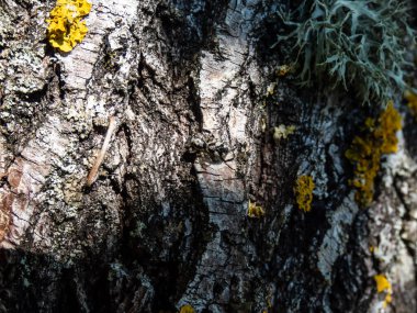 Zebra zıplayan örümceğin (Salticus manzarası), bir huş ağacının gövdesinde neredeyse görünmez olan canlı siyah-beyaz rengiyle yakın plan görüntüsü.