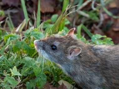 Close-up of common rat (Rattus norvegicus) with dark grey and brown fur in green grass in bright sunlight. Wildlife scenery