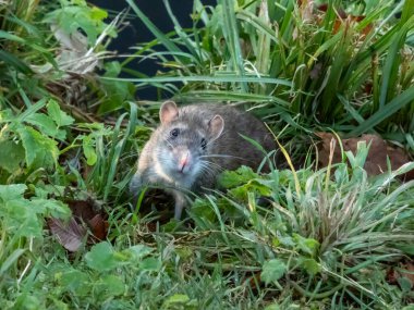 Close-up of common rat (Rattus norvegicus) with dark grey and brown fur in green grass in bright sunlight. Wildlife scenery