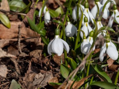 Baharın erken saatlerinde bahçede büyüyen bir grup kar damlasının (Galanthus fosteri) yakın çekimi. Bahar çiçekleri. Çiçek manzarası