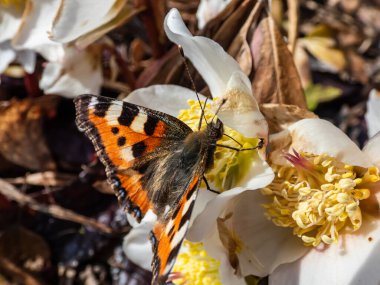 Küçük kaplumbağa kabuğunun makro görüntüsü (Aglais urticae) kırmızı turuncu kelebektir ve üzerinde siyah ve sarı işaretler vardır.
