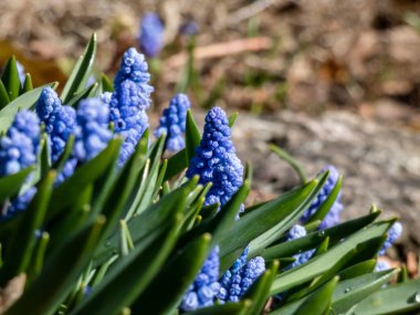 İlkbaharın başlarında çiçek açan uzun, çan şeklinde çiçekler ve yeşil yapraklı, küçük porselen mavisi sümbüller (Muscari azureum).