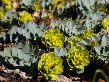 Myrtle spurge (Euphorbia myrsinites) bahçede parlak güneş ışığında çiçek açıyor. Ebedi yeşil, sulu uzun ömürlü. Kapalı spirallerde yayılan etli, mavi-yeşil yapraklar.