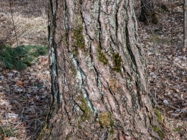 View of a tree stem with different kinds of moss and lichen in the spring surrounded with dry leaves