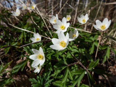 Macro of white spring flower Wood anemone (Anemone nemorosa) flowering in a forest in bright sunlight with blurred green background. Spring bloomer