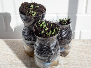 Growing young, green seedlings in DIY plastic pots made from cut plastic bottles. Small, green plants growing indoors at home in recycled bottle planter with white wall in background