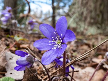 Ormanda büyüyen Anemone hepatikası (Anemone hepatica veya Hepatica nobilis) ilkbahar kır çiçekleri. Güzel ve narin çiçek arkaplanı. Bahar manzarası