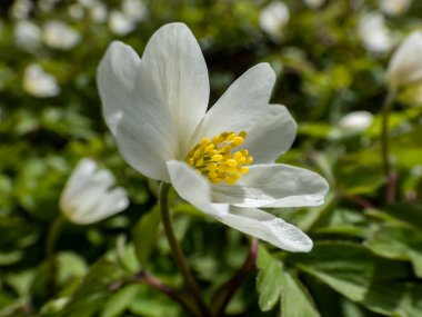 Beyaz bahar çiçeği Wood anemone 'nin (Anemone nemorosa) Macro' su, bulanık yeşil arka planda, parlak güneş ışığında çiçek açıyor. Bahar çiçekleri