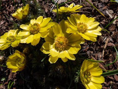 Güzel bahar çiçeklerinin yakın plan çekimi - sarı sülün gözleri veya sahte cehennem kuşları (Adonis vernalis) ilkbaharın erken saatlerinde kayaların bahçesinde büyüyüp çiçek açarlar.