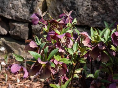 Group of early spring flowers Purple hellebore (helleborus purpurascens) flowering in early spring on a sunny day