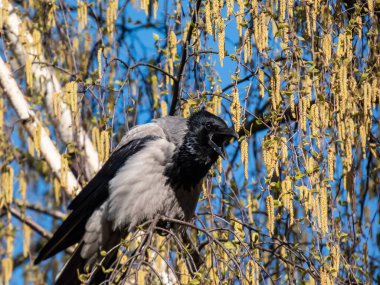 Beautiful close-up shot of the hooded crow (Corvus cornix) sitting in a birch tree branches flowering with yellow flowers. Wildlife scenery
