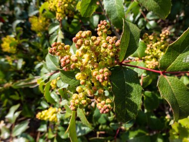The evergreen shrub Oregon grape or holly-leaved barberry (Mahonia aquifolium) flowering with dense clusters of yellow flowers in bright sunlight in early spring
