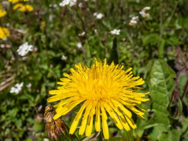Macro shot of bright yellow dandelions (Lion's tooth) flowering in a meadow among green vegetation