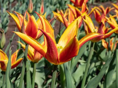 Tulip 'Fly Away' is a lily-flowered tulip featuring a scarlet goblet-shaped flower with pointed and slightly reflexed petals presenting broad golden yellow edges. Red and yellow tulip