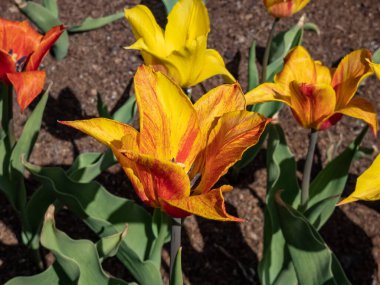The elegant golden yellow lily flowering Tulip Vendee Globe with pointed petals in variable colors from yellow to orange red, mostly flamed. Orange and red tulip in spring