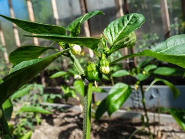 Close-up a small, green pepper fruit starting to grow and mature from the white flower of pepper plant growing in a greenhouse in bright sunlight