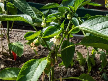 Beyaz çiçeklerin ve küçük yeşil biber meyvelerinin yakın çekimi büyümeye başlıyor ve parlak güneş ışığı altındaki bir serada büyüyen biber bitkisinin çiçeğinden olgunlaşmaya başlıyor.