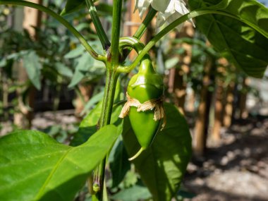 Close-up a small, green pepper fruit starting to grow and mature from the white flower of pepper plant growing in a greenhouse in bright sunlight