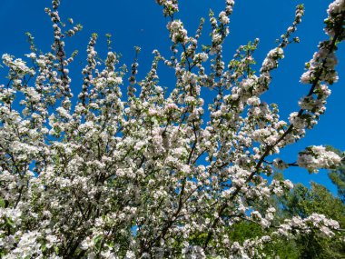 White and pink buds and blossoms of apple tree flowering in on orchard in spring with blue sky in background. Branches full with flowers with open petals in sunlight. Seasonal and floral spring scenery
