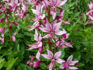 The Burning bush, dittany, gas plant or fraxinella (Dictamnus albus) flowering with five-petalled flowers in colour from pale purple to white with long projecting stamens in the garden