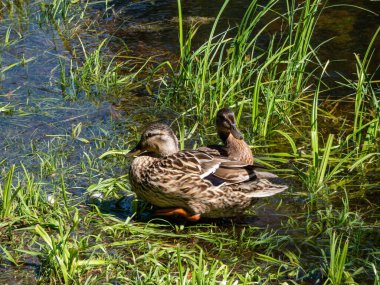 A partly fluffy duckling of mallard or wild duck (Anas platyrhynchos) among green vegetation in bright sunlight. Juvenile duck in summer