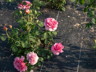 English Shrub Rose Bred By David Austin 'Princess Alexandra of Kent' with unusually large, bright pink flowers that are full-petalled and deeply cupped