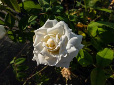 Close-up shot of the English Shrub Rose Bred By David Austin 'Susan Williams - Ellis' flowering with beautiful full white flowers in bright sunlight in the garden. White rose
