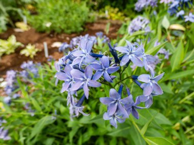 Close-up Bluestar (Amsonia) 'Blue ice' flowering with starry-shaped and periwinkle blue flowers in summer among green vegetation