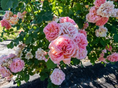 Climbing Rose 'Alchymist' bearing full, old style, rosette-shaped flowers of golden yellow flushed with orange and pink. Early summer flowering in the garden