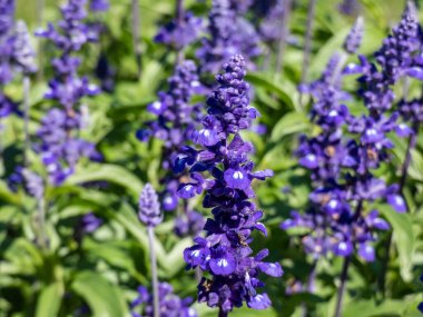 Salvia farinacea 'Fairy Queen' (Mealy Cup Sage) - compact, multi-branched variety with dense flowering spikes, packed with sapphire blue flowers with a small white spot in sunlight