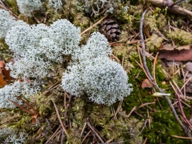 The Star-tipped cup lichen (Cladonia stellaris) that forms continuous mats and it forms distinct cushion-shaped patches and have dense branching